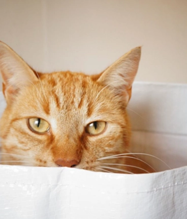 2.2.2026 19:30 KKI Newcomer-Montag.  KATZ IM SACK: Lachen aus der Wundertüte! 